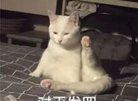 对天发誓猫咪举手表情