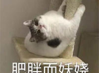 肥胖而妖娆猫咪表情