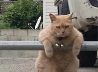 猫咪眼睛凝视表情