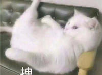 拽表情（猫咪翘着腿）