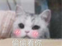 偷偷看你（猫咪脸红表情）