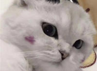 哼 不理笨蛋（猫咪表情）