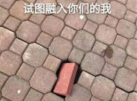 试图融入你们的我（一块砖头在地板缝中）