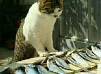 瞧瞧你们这群咸鱼（猫咪看着鱼表情）