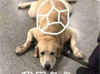 我里龟龟（狗狗）