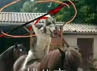 战八方（狗狗骑着马）