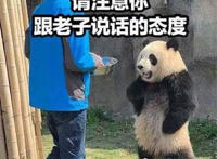 请注意你跟老子说话的态度（熊猫）