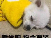 睡觉吧 狗命要紧（狗狗表情）