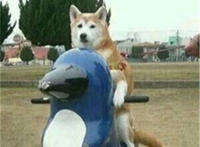 你能不能像我这样成熟点（狗狗骑着木马玩耍）