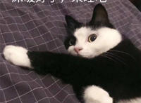 床暖好了 来睡吧（猫咪表情）