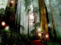 森林大树氧吧唯美图片