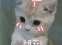 超乖可爱猫咪表情