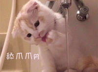 舔抓抓（猫咪表情）