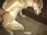 狗狗被按倒在地表情