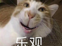 乐观表情（猫咪可爱表情）