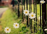 白色菊花微距背景唯美图片