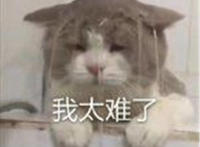 我太难了（猫咪淋着水管表情）