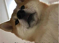 崽阿爸对你非常失望（狗狗表情）