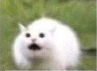 唯美群主敢吃屎（猫咪表情）