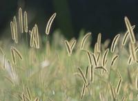 狗尾草唯美图片