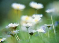 白色小菊花大光圈近景唯美图片