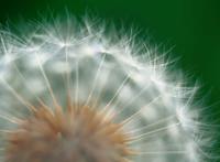 蒲公英近景高清图片
