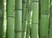 竹节高清特写图片