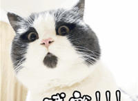 哦豁！猫咪表情