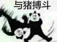 与猪搏斗表情