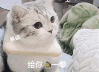 哼 生气 暴躁 给你一拳（猫咪生气表情）