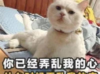 你已经弄乱了我的心 什么时候弄乱我的床