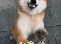 出来啊（狗狗表情）