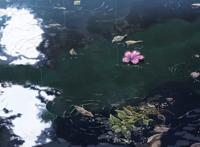 夜晚水中荷花图片