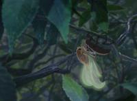 正在丛林树枝上吸取树汁的知了图片