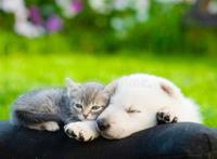 安静的熟睡的图片