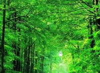 手机绿色养眼壁纸