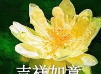 沙雕团头 气质荷花