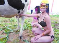 昔有香车配美女,今有奶牛搭模特.