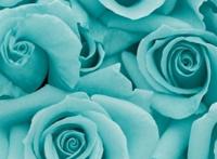 花# #flower# #wallpaper# #手机壁纸# #背景# #锁屏# 壁谥 