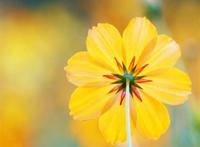 wallpaper# #壁纸# #锁屏# #背景# #手机壁纸