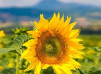 wallpaper# #壁纸# #锁屏# #背景# #手机壁纸