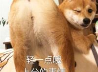 轻一点哦 上分的事就拜托了 (骚气柴犬表情