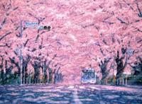 梦幻图片樱花二次元动漫图片