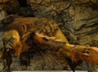 北方洞穴里的哥布林