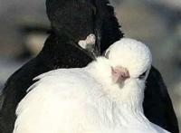 万物皆可拟人，“磕CP”快车