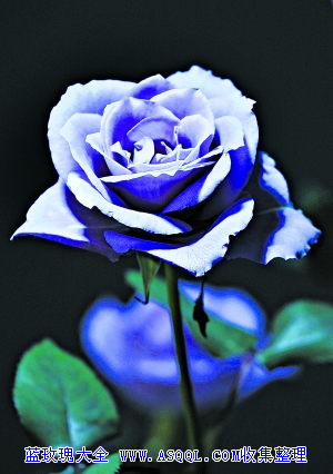 蓝玫瑰动态图片(点击浏览下一张趣图)