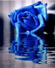 玫瑰花QQ图片(点击浏览下一张趣图)