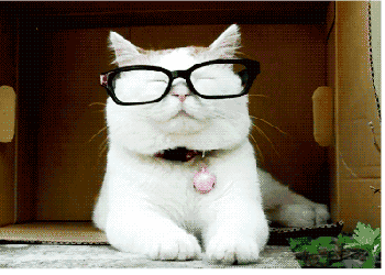 小猫戴眼镜搞笑动态图片(点击浏览下一张趣图)
