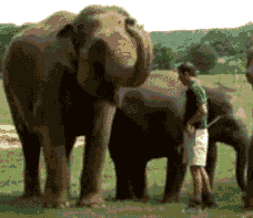 大象搞笑动态图(点击浏览下一张趣图)