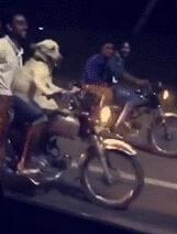 骑摩托车搞笑动态图